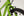 Ridgeback Dimension 24 Kids Bike